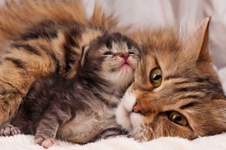 kitten cuddling with Momma